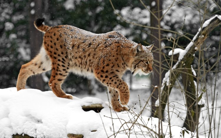 снег, зима, рысь, хищник, дикая кошка, snow, winter, lynx, predator, wild cat