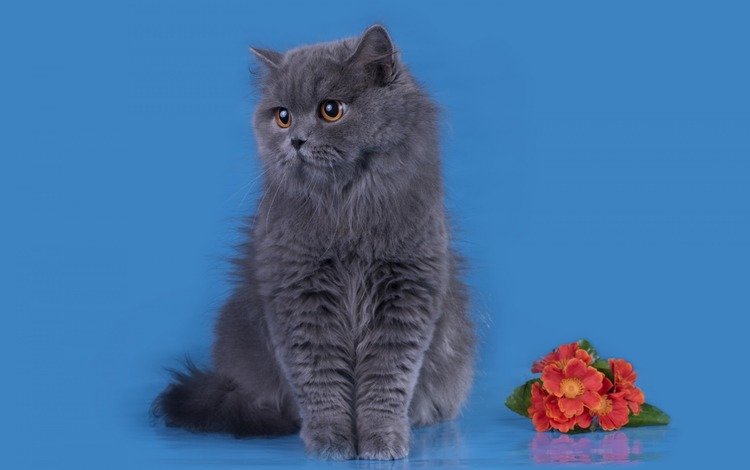 цветы, кошка, британец, длинношерстная, британская длинношёрстная кошка, flowers, cat, british, longhair, british longhair cat