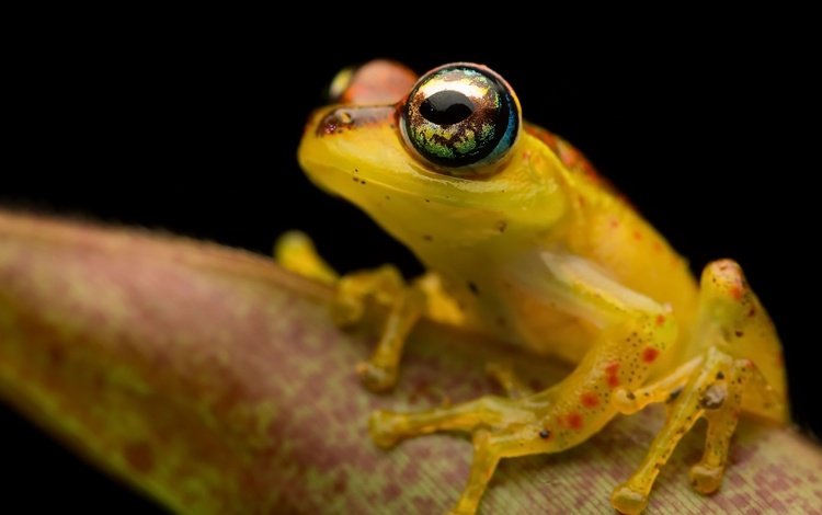 фон, лягушка, лапки, земноводные, background, frog, legs, amphibians