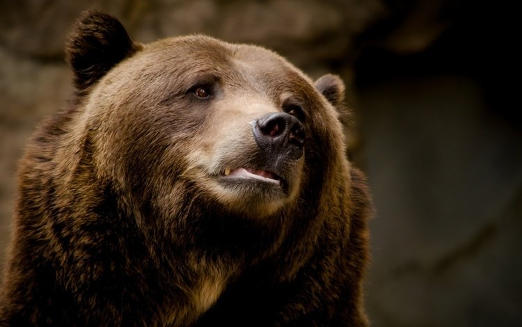 морда, фон, портрет, медведь, животное, бурый медведь, face, background, portrait, bear, animal, brown bear