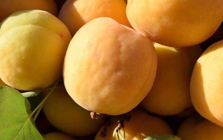 фрукты, плоды, абрикосы, спелые, fruit, apricots, ripe