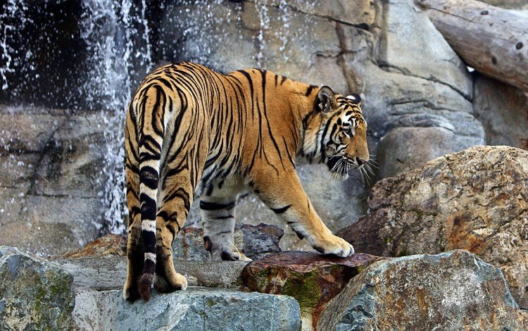 тигр, вода, кошка, животное, дикая кошка, tiger, water, cat, animal, wild cat