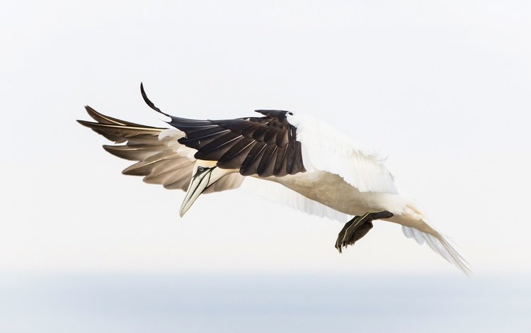 полет, крылья, птица, клюв, перья, олуша, северная олуша, flight, wings, bird, beak, feathers, gannet, the northern gannet