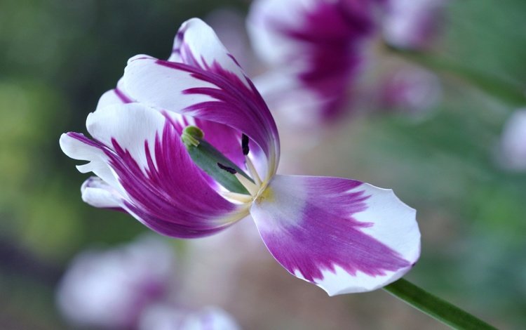 макро, цветок, лепестки, размытость, весна, тюльпан, macro, flower, petals, blur, spring, tulip