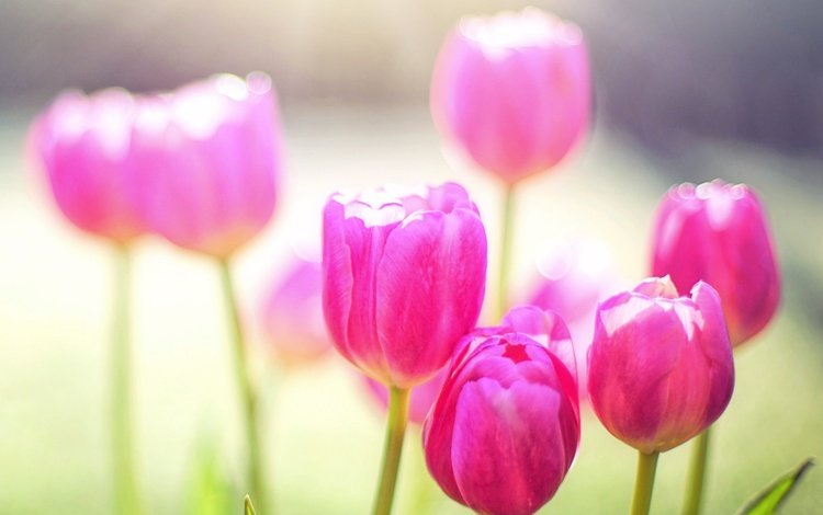 цветы, лепестки, весна, тюльпаны, розовые, тюльпан, flowers, petals, spring, tulips, pink, tulip