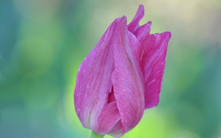 цветок, лепестки, размытость, бутон, весна, тюльпан, flower, petals, blur, bud, spring, tulip