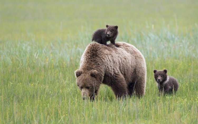 трава, луг, медведи, аляска, медведица, медвежата, grass, meadow, bears, alaska, bear