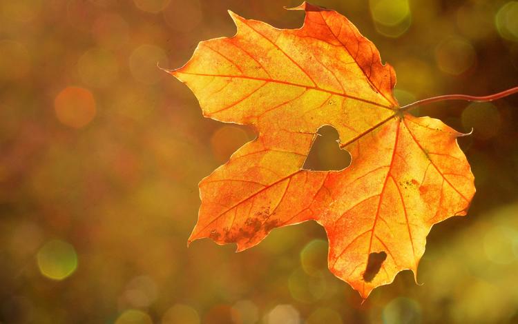 природа, осень, лист, сердце, кленовый лист, боке, nature, autumn, sheet, heart, maple leaf, bokeh