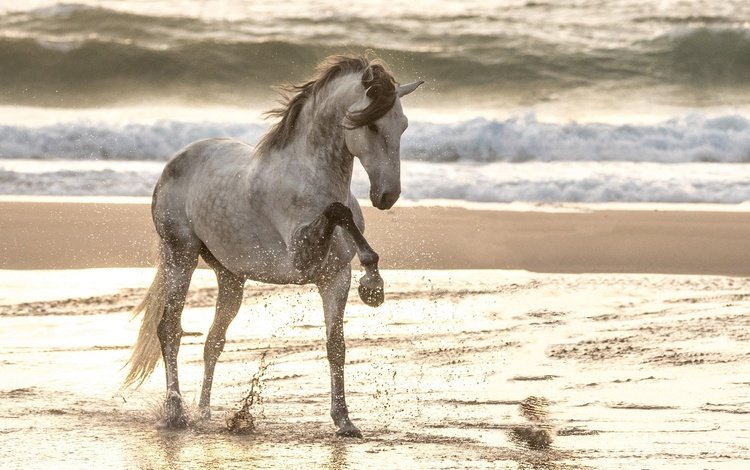 лошадь, море, песок, пляж, конь, грива, копыта, конь . жеребец, horse, sea, sand, beach, mane, hooves, horse . stallion