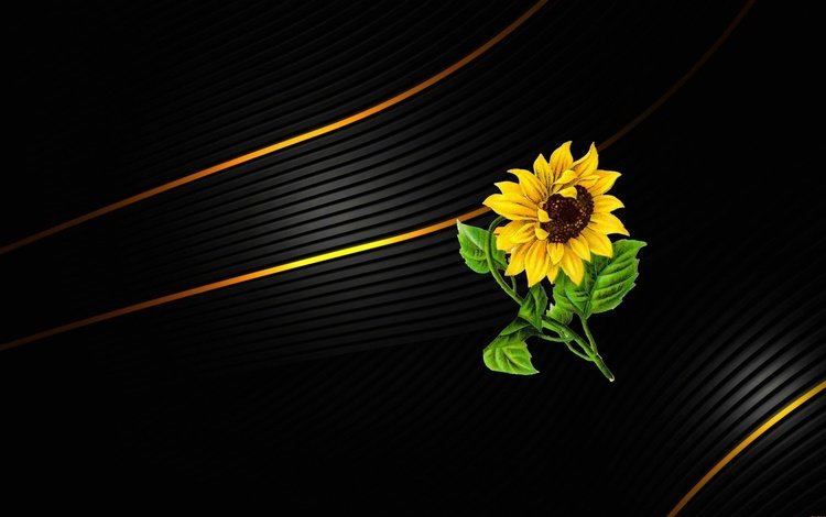 обои, цветок, подсолнух, черный фон, винда, wallpaper, flower, sunflower, black background, windows