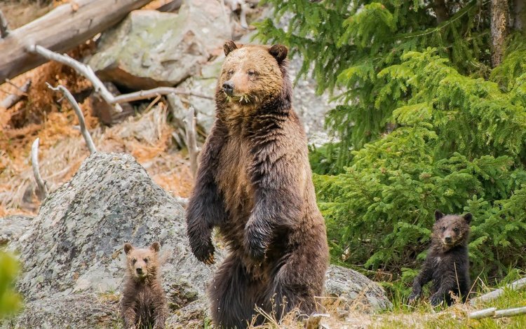 природа, медведь, хищник, семья, медведи, медвежата, nature, bear, predator, family, bears