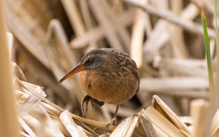 птица, клюв, водяной пастушок, пастушок, сухая трава, bird, beak, water boy, shepherd, dry grass