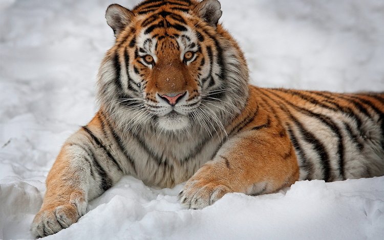 тигр, амурский тигр, морда, снег, лапы, взгляд, лежит, хищник, большая кошка, tiger, the amur tiger, face, snow, paws, look, lies, predator, big cat