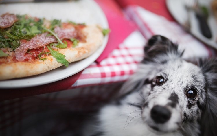 мордочка, взгляд, собака, пицца, шелти, шетландская овчарка, muzzle, look, dog, pizza, sheltie, shetland sheepdog