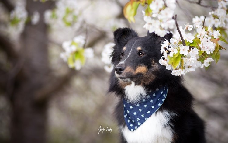 цветы, цветение, собака, весна, платок, шелти, шетландская овчарка, flowers, flowering, dog, spring, shawl, sheltie, shetland sheepdog