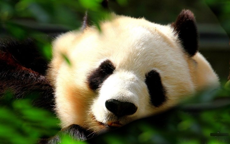 трава, мордочка, листва, панда, сон, спит, бамбуковый медведь, большая панда, grass, muzzle, foliage, panda, sleep, sleeping, bamboo bear, the giant panda