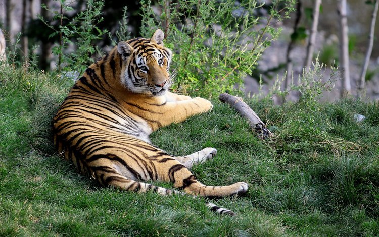 бенгальский тигр, тигр, морда, трава, природа, лапы, лежит, хищник, большая кошка, bengal tiger, tiger, face, grass, nature, paws, lies, predator, big cat