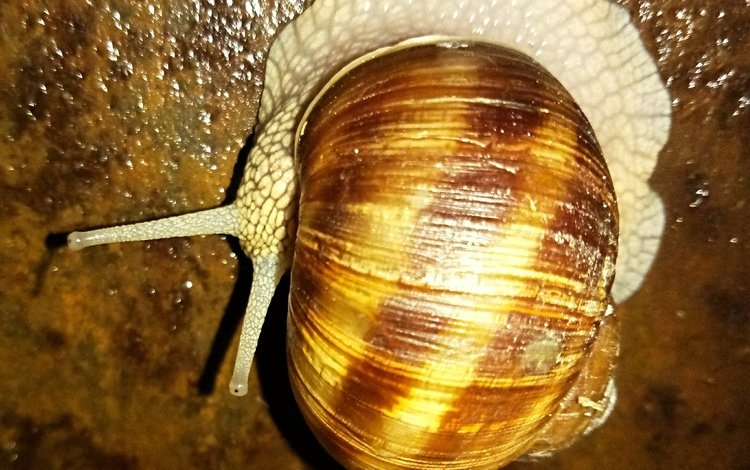 улитка, необычная, snail, unusual