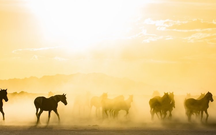 утро, туман, лошади, кони, табун, солнечный свет, morning, fog, horse, horses, the herd, sunlight