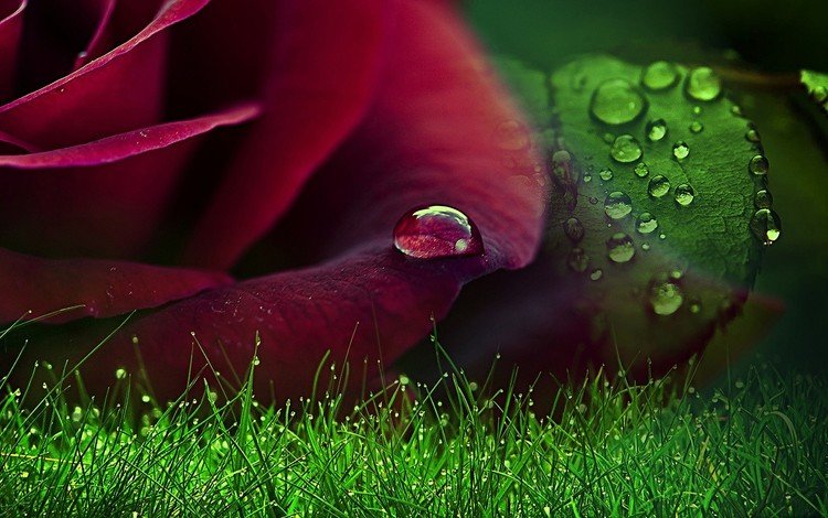трава, капли воды, природа, листья, роса, роза, лепестки, крупный план, красная роза, grass, water drops, nature, leaves, rosa, rose, petals, close-up, red rose