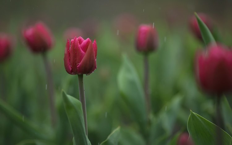 цветы, бутоны, размытость, весна, тюльпаны, flowers, buds, blur, spring, tulips