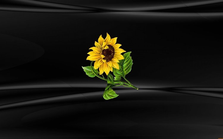 цветок, подсолнух, черный фон, винда, windows 10, flower, sunflower, black background, windows