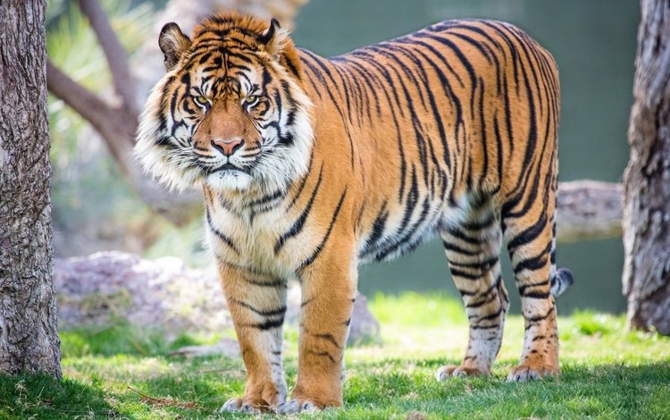 тигр, взгляд, хищник, большая кошка, суматранский тигр, tiger, look, predator, big cat, sumatran tiger