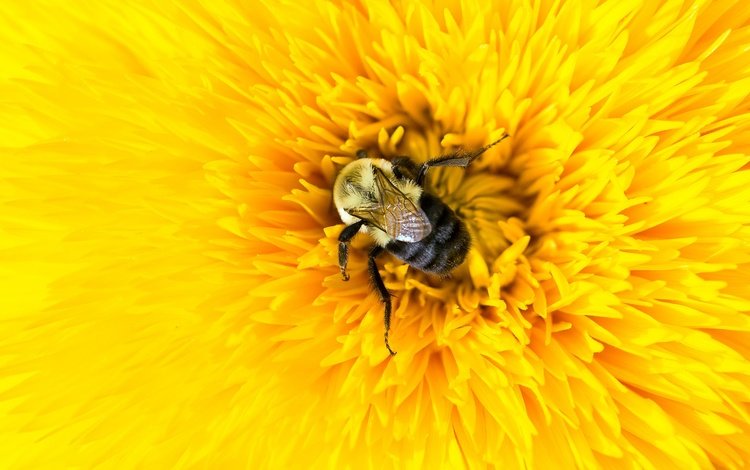 желтый, макро, насекомое, цветок, лепестки, пчела, шмель, yellow, macro, insect, flower, petals, bee, bumblebee