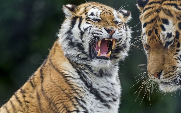 тигр, хищник, большая кошка, зубы, tiger, predator, big cat, teeth