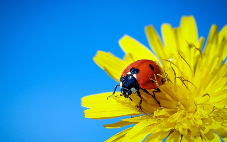 небо, жук, макро, насекомое, фон, цветок, божья коровка, одуванчик, the sky, beetle, macro, insect, background, flower, ladybug, dandelion