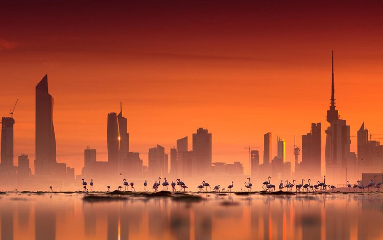 небо, мегаполис, закат, птицы, море, здания, фламинго, сумерки, город, кувейт, азия, эль-кувейт, небоскребы, башня, the sky, megapolis, sunset, birds, sea, building, flamingo, twilight, the city, kuwait, asia, skyscrapers, tower