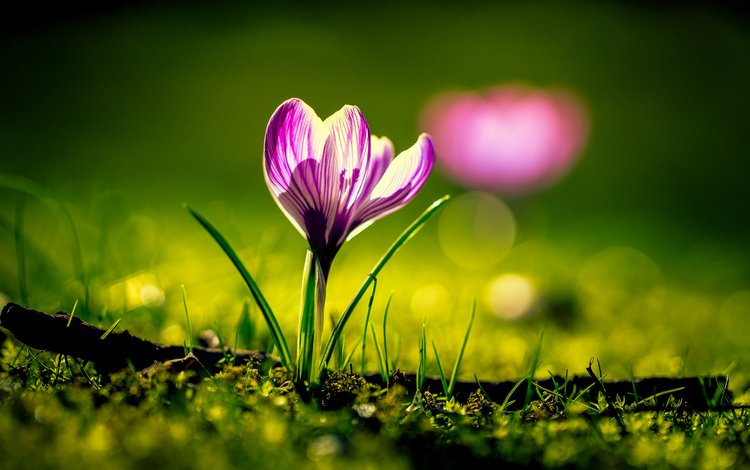 природа, цветок, лепестки, весна, крокус, боке, nature, flower, petals, spring, krokus, bokeh