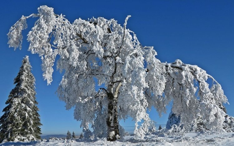небо, деревья, снег, природа, зима, ветки, иней, the sky, trees, snow, nature, winter, branches, frost