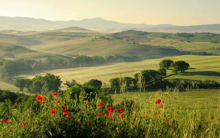 цветы, трава, холмы, природа, пейзаж, поля, красные, маки, flowers, grass, hills, nature, landscape, field, red, maki