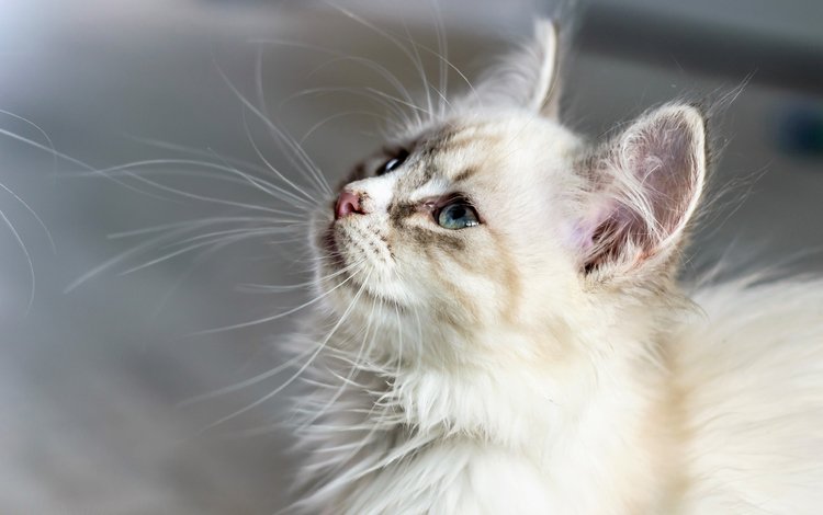 глаза, фон, кот, усы, кошка, взгляд, пушистый, белый, профиль, profile, eyes, background, cat, mustache, look, fluffy, white