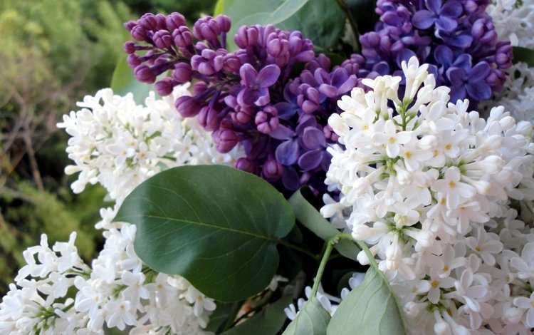 цветы, цветение, ветки, весна, сирень, flowers, flowering, branches, spring, lilac