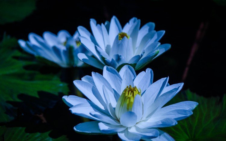 цветы, листья, пруд, голубые, кувшинка, кувшинки, водяная лилия, flowers, leaves, pond, blue, lily, water lilies, water lily