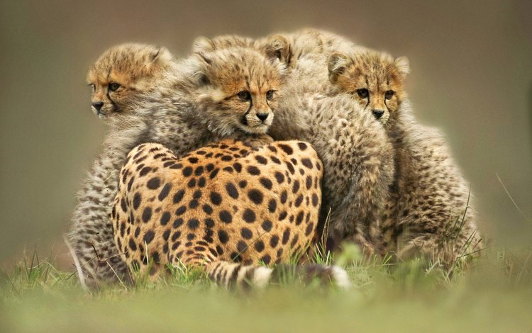 животные, дикие кошки, котята, гепард, animals, wild cats, kittens, cheetah