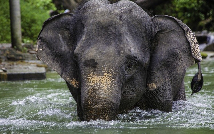 река, слон, таиланд, river, elephant, thailand