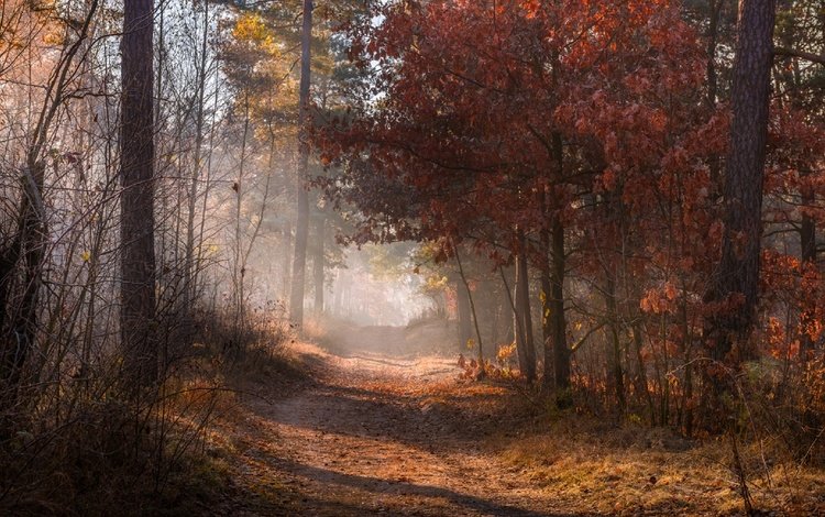дорога, природа, лес, листья, туман, осень, road, nature, forest, leaves, fog, autumn