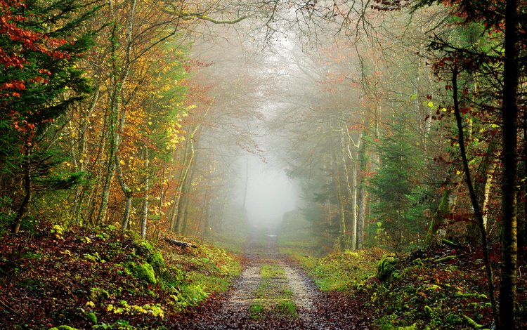 дорога, природа, дерево, лес, пейзаж, туман, осень, road, nature, tree, forest, landscape, fog, autumn