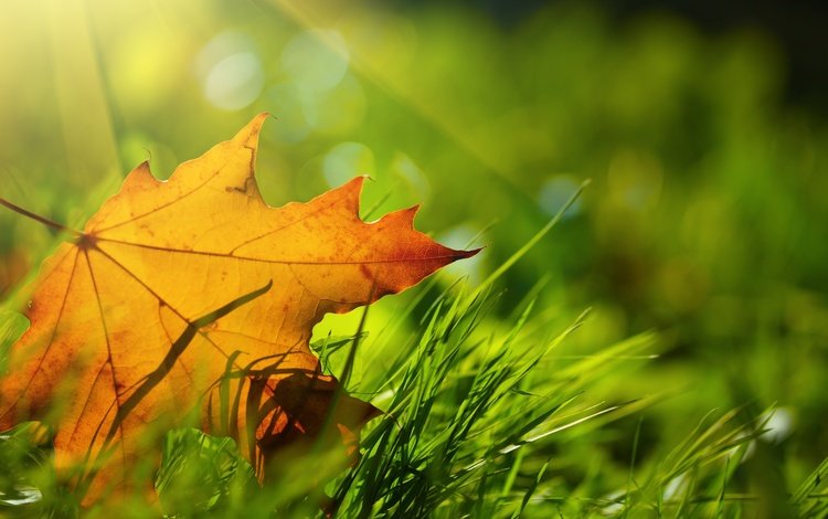 трава, природа, макро, осень, лист, кленовый лист, grass, nature, macro, autumn, sheet, maple leaf