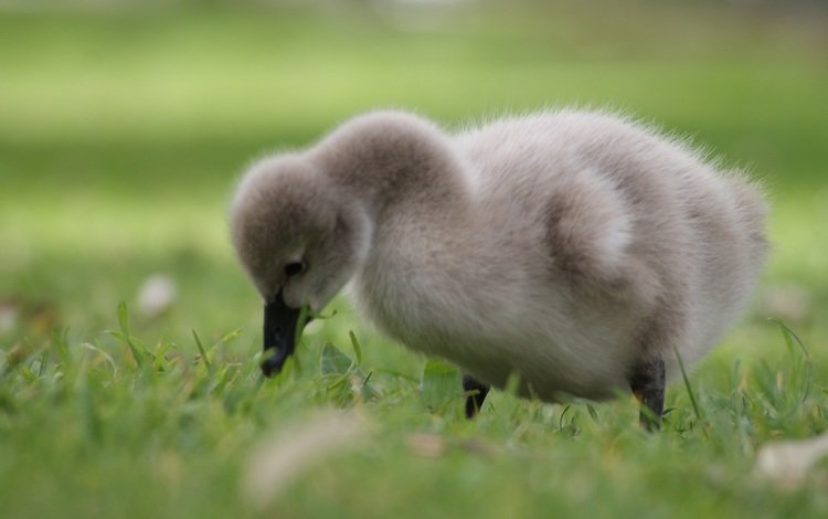 трава, птенец, птица, лебедь, детеныш, grass, chick, bird, swan, cub