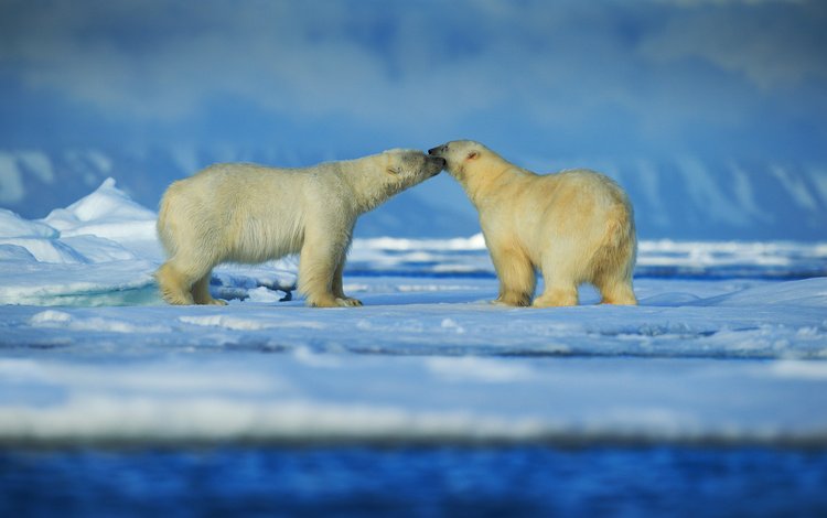 снег, зима, животные, пара, медведи, белый медведь, snow, winter, animals, pair, bears, polar bear