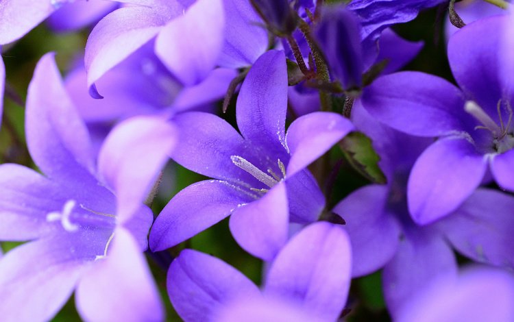 цветы, природа, колокольчики, фиолетовые, flowers, nature, bells, purple