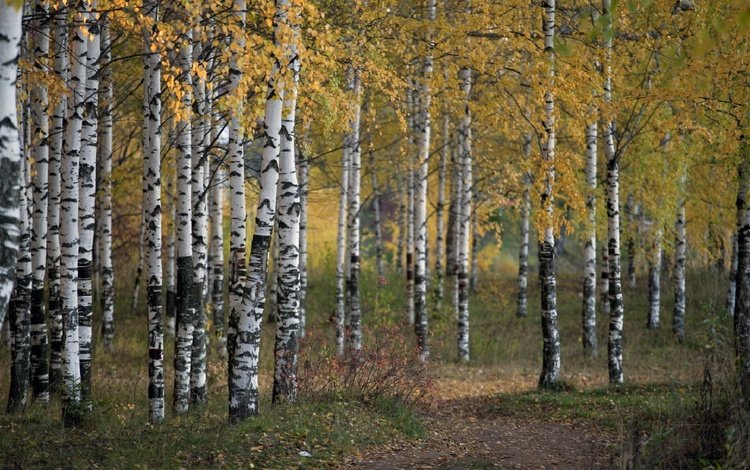 деревья, природа, лес, осень, береза, роща, trees, nature, forest, autumn, birch, grove