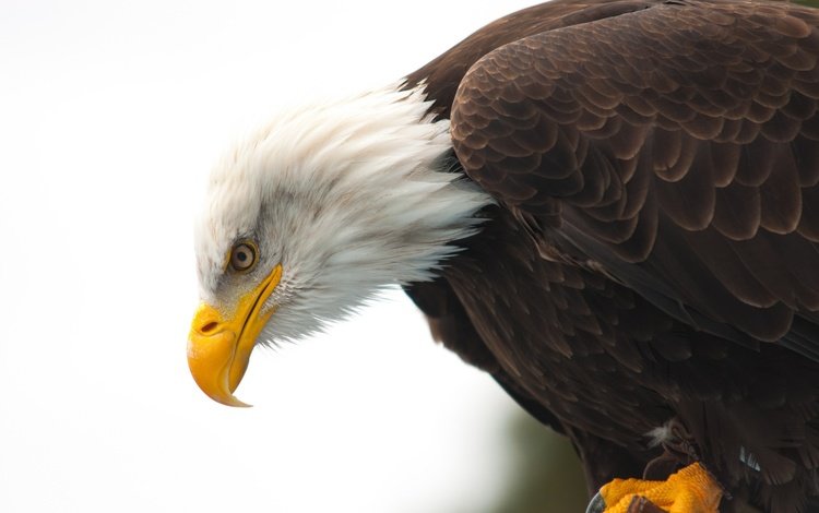 животные, орел, птица, клюв, белоголовый орлан, animals, eagle, bird, beak, bald eagle