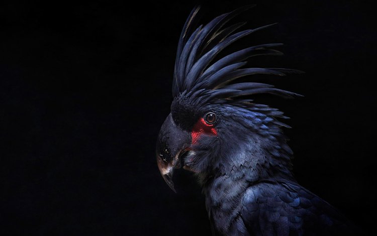 птица, черный фон, перья, попугай, какаду, хохолок, bird, black background, feathers, parrot, cockatoo, crest