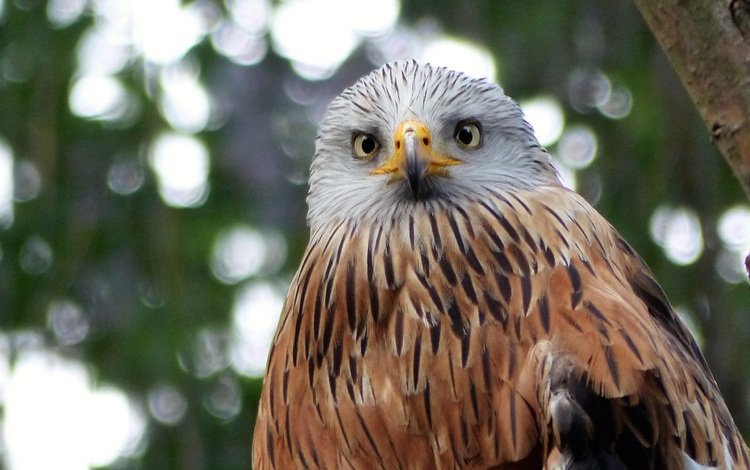 взгляд, хищник, птица, клюв, перья, коршун, красный коршун, milvus, look, predator, bird, beak, feathers, kite, red kite