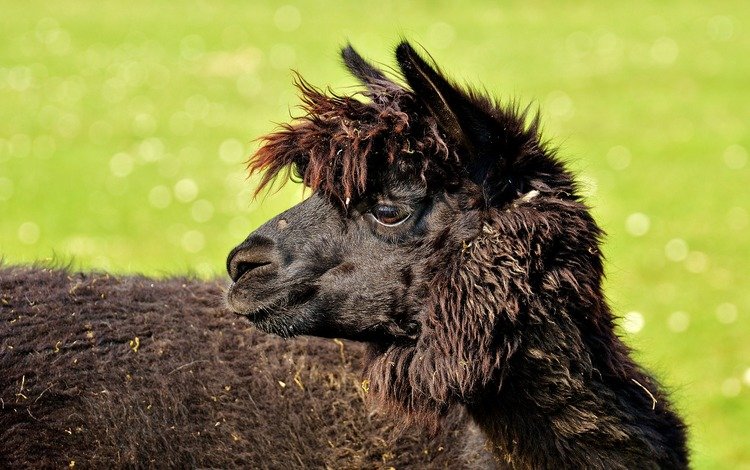 профиль, животное, черная, голова, лама, альпака, profile, animal, black, head, lama, alpaca